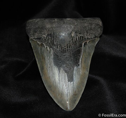 Inch Megalodon Tooth #584